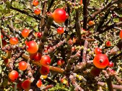 (Catclaw Acacia) Mesquite Mistletoe fruit on Catclaw Acacia