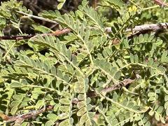 (Catclaw Acacia) leaves