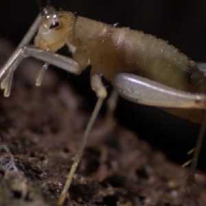 cricket cricket