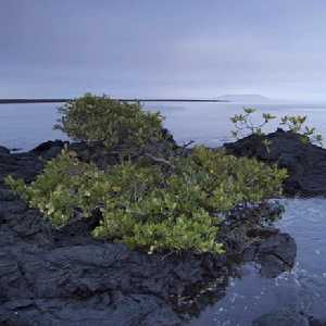 Mangrove Mangrove