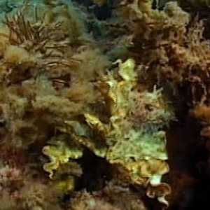 cuttlefish cuttlefish