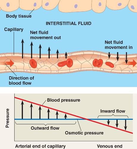 capillary.html 42_14FluidExchange.jpg