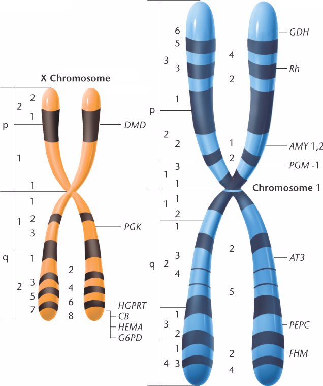 chromosome_X_1.html 05_24-chromosome_X_1.jpg