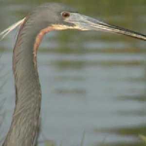 Egretta tricolor