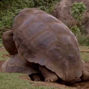 Geochelone nigra Geochelone nigra