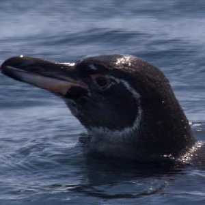 Spheniscus mendiculu Spheniscus mendiculu