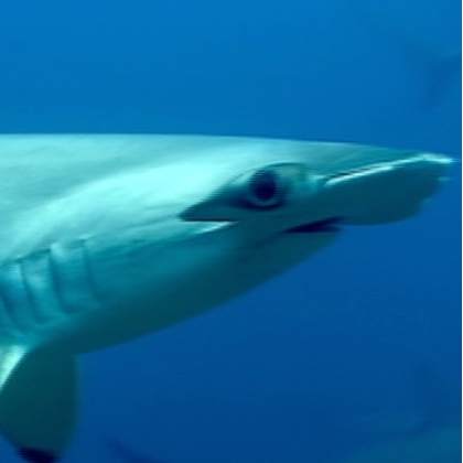 Sphyrna lewini Sphyrna lewini