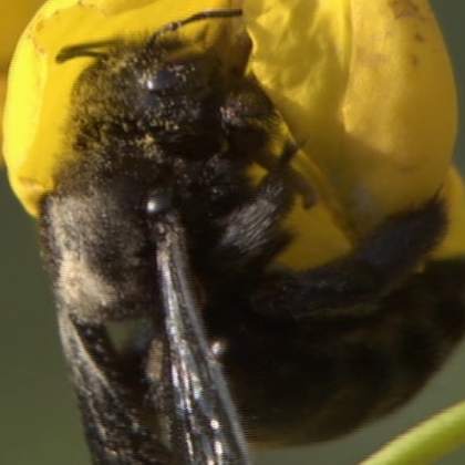 Xylocopa darwini Xylocopa darwini