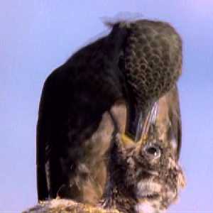 Patagona gigas