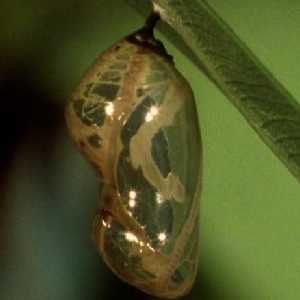 Euploea core corinna