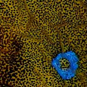 Chromatophores Chromatophores