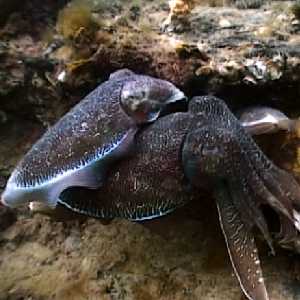 cuttlefish cuttlefish