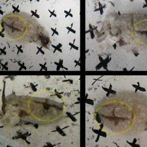 cuttlefish cuttlefish