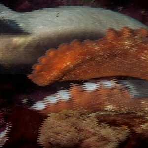 octopus octopus