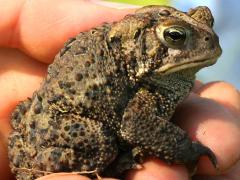(American Toad) lateral (American Toad) lateral