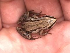 (Boreal Chorus Frog) hand (Boreal Chorus Frog) hand