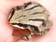 (Boreal Chorus Frog) Nichelle (Boreal Chorus Frog) Nichelle