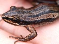 (Boreal Chorus Frog) dark Nichelle (Boreal Chorus Frog) dark Nichelle