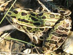 (Northern Leopard Frog) dorsal (Northern Leopard Frog) dorsal