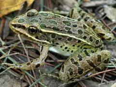 (Northern Leopard Frog) dorsal (Northern Leopard Frog) dorsal