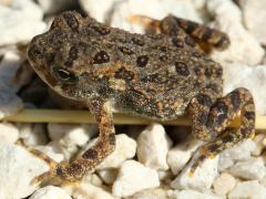 (American Toad) dorsal (American Toad) dorsal