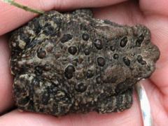 (American Toad) dorsal (American Toad) dorsal