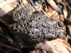 (American Toad) dorsal (American Toad) dorsal