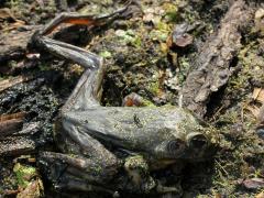 (Bullfrog) dead (Bullfrog) dead
