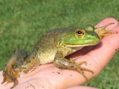 (Bullfrog) lateral (Bullfrog) lateral