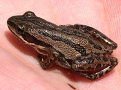 (Boreal Chorus Frog) dorsal (Boreal Chorus Frog) dorsal