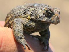 (American Toad) Mario (American Toad) Mario