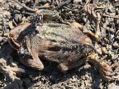 (American Toad) burnt ventral (American Toad) burnt ventral