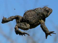 (American Toad) leaping (American Toad) leaping