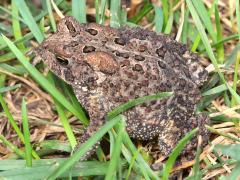 (American Toad) dorsal (American Toad) dorsal