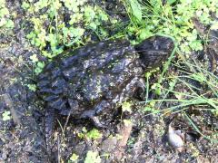 (Common Snapping Turtle) dorsal (Common Snapping Turtle) dorsal