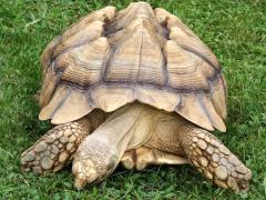 (African Spurred Tortoise) frontal (African Spurred Tortoise) frontal