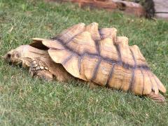 (African Spurred Tortoise) lateral (African Spurred Tortoise) lateral
