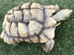 (African Spurred Tortoise) top (African Spurred Tortoise) top
