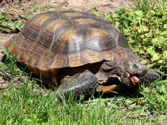 (Mojave Desert Tortoise) foraging (Mojave Desert Tortoise) foraging