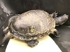 (Blanding's Turtle) rear (Blanding's Turtle) rear