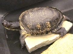 (Blanding's Turtle) top (Blanding's Turtle) top