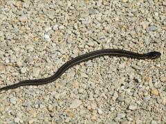 (Plains Garter Snake) dead (Plains Garter Snake) dead