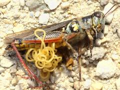 (Red-legged Grasshopper) and Gordioidea Horsehair Worm (Red-legged Grasshopper) and Gordioidea Horsehair Worm