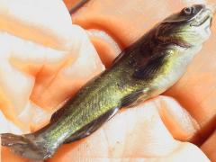 (Black Bullhead) lateral (Black Bullhead) lateral