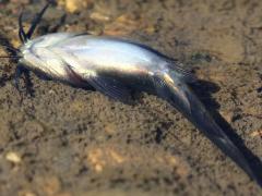 (Black Bullhead) ventral (Black Bullhead) ventral