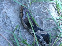(Eastern Foxsnake) dorsal (Eastern Foxsnake) dorsal