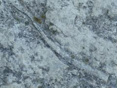 (Crinoid) limestone fossil (Crinoid) limestone fossil