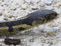 (Common Garter Snake) head (Common Garter Snake) head