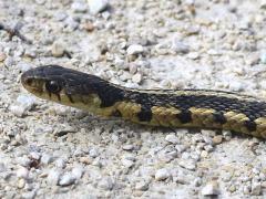 (Common Garter Snake) lateral (Common Garter Snake) lateral