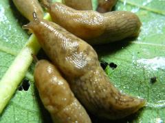 (Gray Garden Slug) on Common Milkweed (Gray Garden Slug) on Common Milkweed
